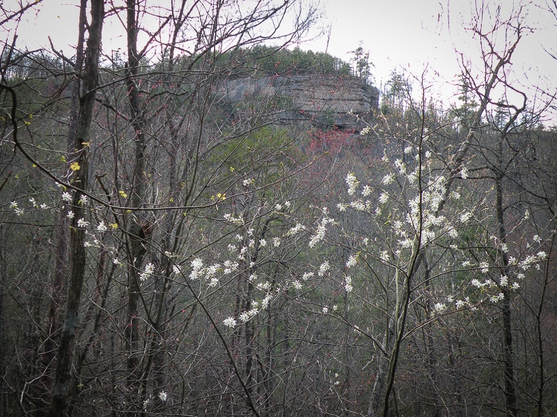 Downy Serviceberry.jpg